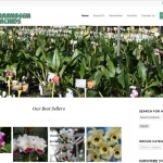 Aranbeem Orchids Home Page